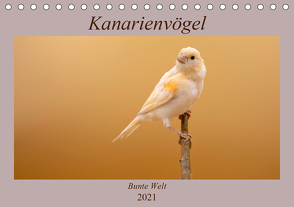Kanarienvögel – Bunte Welt (Tischkalender 2021 DIN A5 quer) von Akrema-Photography