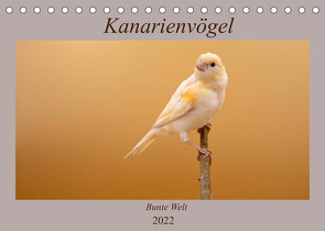 Kanarienvögel – Bunte Welt (Tischkalender 2022 DIN A5 quer) von Akrema-Photography