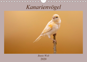 Kanarienvögel – Bunte Welt (Wandkalender 2020 DIN A4 quer) von Akrema-Photography