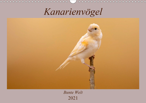 Kanarienvögel – Bunte Welt (Wandkalender 2021 DIN A3 quer) von Akrema-Photography
