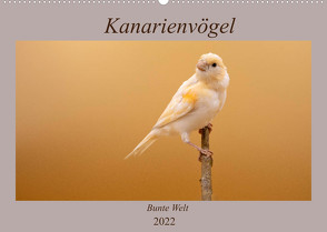Kanarienvögel – Bunte Welt (Wandkalender 2022 DIN A2 quer) von Akrema-Photography