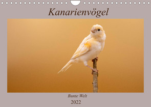Kanarienvögel – Bunte Welt (Wandkalender 2022 DIN A4 quer) von Akrema-Photography
