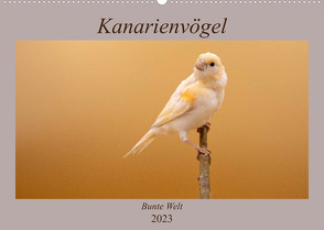 Kanarienvögel – Bunte Welt (Wandkalender 2023 DIN A2 quer) von Akrema-Photography
