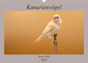 Kanarienvögel – Bunte Welt (Wandkalender 2023 DIN A3 quer) von Akrema-Photography