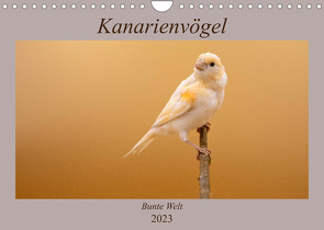 Kanarienvögel – Bunte Welt (Wandkalender 2023 DIN A4 quer) von Akrema-Photography