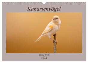 Kanarienvögel – Bunte Welt (Wandkalender 2024 DIN A3 quer), CALVENDO Monatskalender von Akrema-Photography,  Akrema-Photography