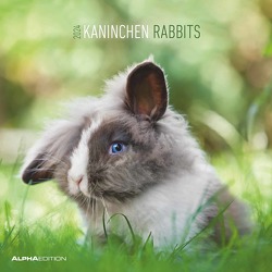 Kaninchen 2024 – Broschürenkalender 30×30 cm (30×60 geöffnet) – Kalender mit Platz für Notizen – Rabbits – Bildkalender – Wandplaner – Wandkalender