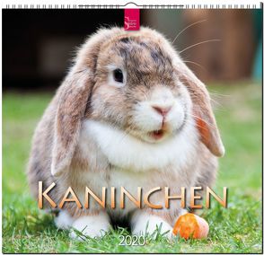 Kaninchen von Redaktion Verlagshaus Würzburg,  Bildagentur