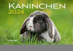 Kaninchen Kalender 2024