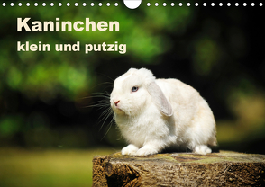 Kaninchen klein und putzig (Wandkalender 2021 DIN A4 quer) von Janetzek,  Yvonne