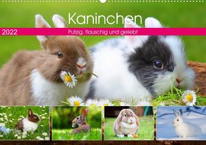 Kaninchen. Putzig, flauschig und geliebt (Wandkalender 2022 DIN A2 quer) von Hurley,  Rose