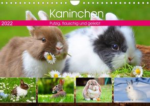 Kaninchen. Putzig, flauschig und geliebt (Wandkalender 2022 DIN A4 quer) von Hurley,  Rose