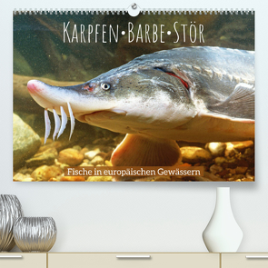 Karpfen, Barbe, Stör: Fische in europäischen Gewässern (Premium, hochwertiger DIN A2 Wandkalender 2022, Kunstdruck in Hochglanz) von CALVENDO