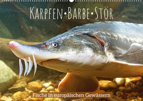 Karpfen, Barbe, Stör: Fische in europäischen Gewässern (Wandkalender 2022 DIN A2 quer) von CALVENDO