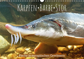 Karpfen, Barbe, Stör: Fische in europäischen Gewässern (Wandkalender 2022 DIN A3 quer) von CALVENDO