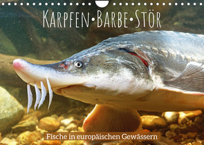 Karpfen, Barbe, Stör: Fische in europäischen Gewässern (Wandkalender 2022 DIN A4 quer) von CALVENDO
