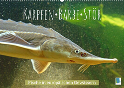 Karpfen, Barbe, Stör: Fische in europäischen Gewässern (Wandkalender 2023 DIN A2 quer) von CALVENDO