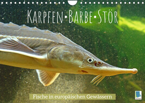 Karpfen, Barbe, Stör: Fische in europäischen Gewässern (Wandkalender 2023 DIN A4 quer) von CALVENDO