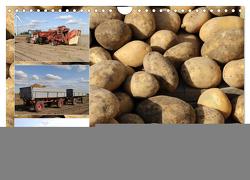 Kartoffel-Ernte – hautnah erleben (Wandkalender 2024 DIN A4 quer), CALVENDO Monatskalender von SchnelleWelten,  SchnelleWelten