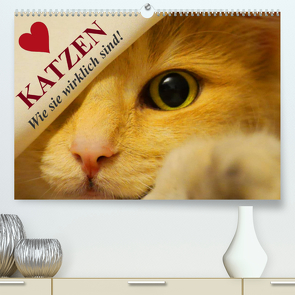 Katzen • Wie sie wirklich sind! (Premium, hochwertiger DIN A2 Wandkalender 2023, Kunstdruck in Hochglanz) von Stanzer,  Elisabeth