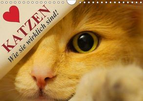 Katzen • Wie sie wirklich sind! (Wandkalender 2019 DIN A4 quer) von Stanzer,  Elisabeth