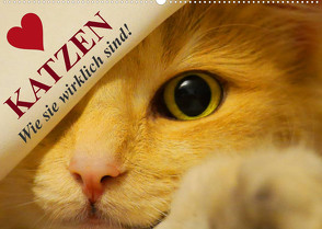 Katzen • Wie sie wirklich sind! (Wandkalender 2023 DIN A2 quer) von Stanzer,  Elisabeth