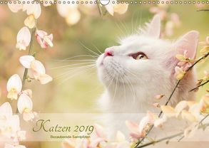 Katzen 2019 Bezaubernde Samtpfoten (Wandkalender 2019 DIN A3 quer) von Pohle,  Janice