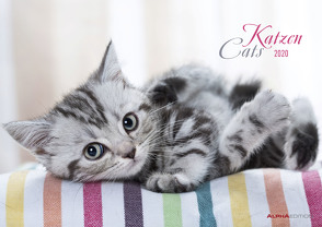Katzen 2020 – Cats – Bildkalender (42 x 60 geöffnet) – Tierkalender – Wandkalender von ALPHA EDITION