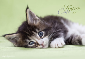 Katzen 2021 – Bild-Kalender 42×29 cm (42×58 geöffnet) – Cats – Tier-Kalender – Wandkalender – mit Platz für Notizen – Alpha Edition