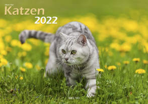 Katzen 2022 Bildkalender A3 quer – Oliver Giel von Giel,  Oliver, Klaes,  Holger