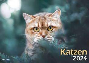 Katzen 2024 Bildkalender A3 quer – Natalie Große von Große,  Natalie, Klaes,  Holger