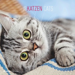 Katzen 2024 – Broschürenkalender 30×30 cm (30×60 geöffnet) – Kalender mit Platz für Notizen – Cats – Bildkalender – Wandplaner – Katzenkalender