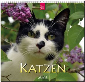 Katzen von Redaktion Verlagshaus Würzburg,  Bildagentur