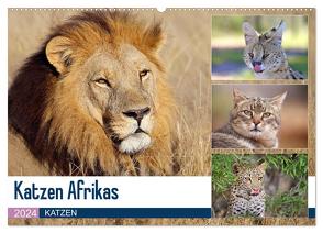 Katzen Afrikas (Wandkalender 2024 DIN A2 quer), CALVENDO Monatskalender von Herzog,  Michael