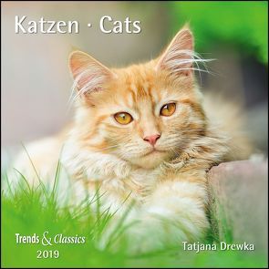 Katzen Cats 2019 – Broschürenkalender – Wandkalender – mit herausnehmbarem Poster – Format 30 x 30 cm von Drewka,  Tatjana, DUMONT Kalenderverlag