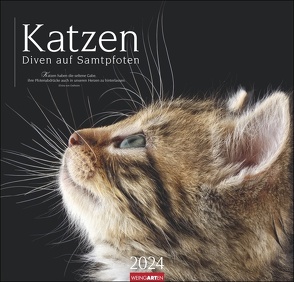 Katzen – Diven auf Samtpfoten Kalender 2024