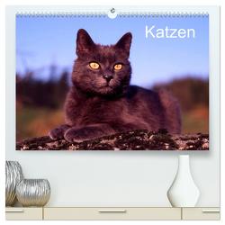 Katzen (hochwertiger Premium Wandkalender 2024 DIN A2 quer), Kunstdruck in Hochglanz von / Werner Layer,  McPHOTO