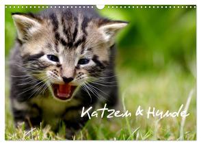 Katzen & Hunde (Wandkalender 2024 DIN A3 quer), CALVENDO Monatskalender von Lehmann,  Heiko