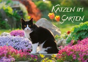 Katzen im Garten (Wandkalender 2019 DIN A2 quer) von Menden,  Katho