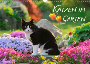 Katzen im Garten (Wandkalender 2022 DIN A3 quer) von Menden,  Katho