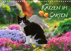 Katzen im Garten (Wandkalender 2022 DIN A4 quer) von Menden,  Katho