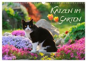 Katzen im Garten (Wandkalender 2024 DIN A3 quer), CALVENDO Monatskalender von Menden,  Katho