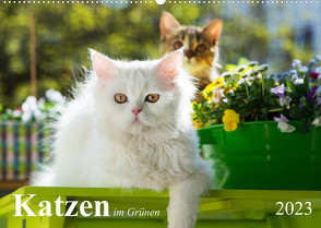 Katzen im Grünen (Wandkalender 2023 DIN A2 quer) von Dzierzawa,  Judith
