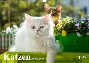 Katzen im Grünen (Wandkalender 2023 DIN A3 quer) von Dzierzawa,  Judith