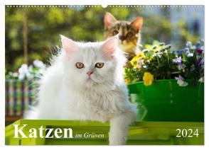 Katzen im Grünen (Wandkalender 2024 DIN A2 quer), CALVENDO Monatskalender von Dzierzawa,  Judith