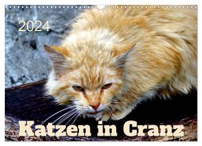 Katzen in Cranz (Wandkalender 2024 DIN A3 quer), CALVENDO Monatskalender von von Loewis of Menar,  Henning