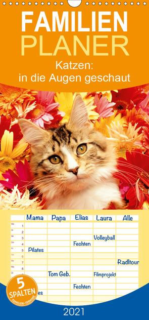 Katzen: in die Augen geschaut – Familienplaner hoch (Wandkalender 2021 , 21 cm x 45 cm, hoch) von CALVENDO