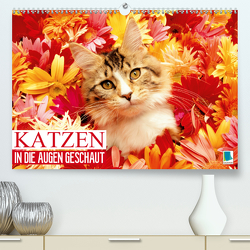 Katzen: in die Augen geschaut (Premium, hochwertiger DIN A2 Wandkalender 2021, Kunstdruck in Hochglanz) von CALVENDO