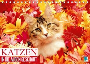 Katzen: in die Augen geschaut (Tischkalender 2019 DIN A5 quer) von CALVENDO