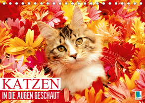 Katzen: in die Augen geschaut (Tischkalender 2020 DIN A5 quer) von CALVENDO